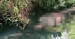 Penampakan mayat perempuan yang mengapung di aliran Kali Balong Jaer, Desa Sukabudi, Kecamatan Sukawangi, Kabupaten Bekasi. (Sumber: Istimewa)