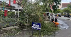 Sebuah pohon ceri tumbang di depan Slipi Jaya, Slipi, Palmerah, Jakarta Barat, Kamis, 6 November 2025. (Sumber: Poskota/Pandi Ramedhan)