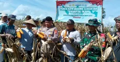Jajaran Polres Serang dan kelompok tani binaan saat panen raya jagung di Desa Cemplang, Kecamatan Jawilan, Kabupaten Serang, Jumat, 7 November 2025. (Sumber: Poskota/Rahmat Haryono)
