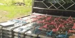 Ratusan paket MBG yang hendak didistribusikan dengan menggunakan kendaraan bak terbuka di Menes, Kabupaten Pandeglang. (Sumber: Dok. Warga)