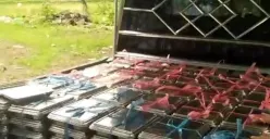 Salah satu mobil bak terbuka saat digunakan mengantar MBG di wilayah Menes, Pandeglang. (Sumber: Istimewa)