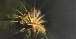 Tim Damkar dari BPBD-PK Pandeglang saat melakukan evakuasi korban di atas pohon kelapa. (Sumber: Istimewa)