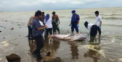 Anggota TNI, Polsek Pagelaran dan Loka PSPL Serang evakuasi ikan paus terdampar di Pantai Karoeng, Pandeglang. (Sumber: Istimewa)