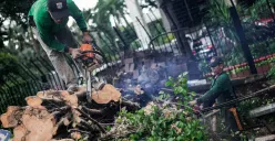 Sejumlah pohon rawan tumbang di wilayah Jakarta ditebang. (Sumber: Poskota/Bilal Nugraha Ginanjar)