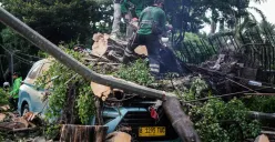 Ilustrasi pemangkasan pohon rawan tumbang. (Sumber: Poskota/Bilal Nugraha Ginanjar)