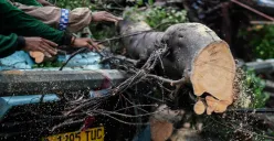 Ilustrasi pohon tumbang. (Sumber: Poskota/Bilal Nugraha Ginanjar)