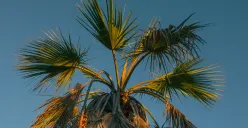 Tanggal 18 November Memperingati Hari Apa? Ada Hari Sawit Nasional (Sumber: Unsplash/Alex Tran)