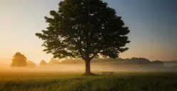 Tanggal 21 November Memperingati Hari Apa? Simak di Sini-Hari Pohon Sedunia (Sumber: Unsplash/Simon Wilkes)