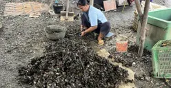 Seorang buruh harian lepas mengupas kulit kerang di RW 22 Kelurahan Muara Angke, Kecamatan Penjaringan, Jakarta Utara, Sabtu, 22 November 2025. (Sumber: POSKOTA | Foto: Pandi Ramedhan)