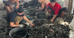Aktivitas pengupasan kulit kerang di RW 22 Kelurahan Muara Angke Kecamatan Penjaringan, Jakarta Utara, Sabtu, 22 November 2025. (Sumber: Poskota/Pandi Ramedhan)