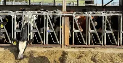 Jenis sapi perah F1 yang akan diternak PT Perkebunan Kandangan Madiun PSN untuk memproduksi susu dalam memenuhi kebutuhan di menu Makan Bergizi Gratis (MBG). (Sumber: Istimewa)