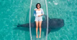 Wisata Hiu Paus Gorontalo Makin Mendunia: Begini Prompt Gemini AI yang Bikin Foto Terlihat Profesional (Sumber: Gemini AI)