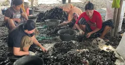 Aktivitas warga mengupas kerang hijau di RW 22 Kelurahan Muara Angke, Penjaringan, Jakarta Utara. (Sumber: Poskota/Pandi Ramedhan)