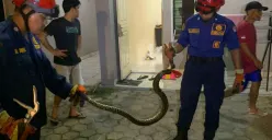 Petugas Damkar berhasil mengevakuasi ular dari dalam kamar mandi rumah warga di Pancoran Mas Kota Depok. (Sumber: Istimewa)