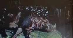 Badak Jawa bercula satu Musofa yang dinyatakan mati usai ditranslokasi. (Sumber: Dok. BTNUK)