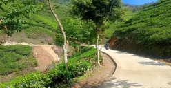 Salah satu kawasan geopark, kebun teh di Malasari, Kecamatan Nanggung, Kabupaten Bogor. (Sumber: Poskota/Giffar Rivana)