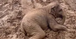 Ilustrasi - Jumlah populasi gajah Sumatera saat ini. (Sumber: Instagram/@saveelephantfoundation)