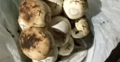 Puluhan telur ular sanca kembang ditemukan warga di Jatiasih, Kota Bekasi. (Sumber: Istimewa)
