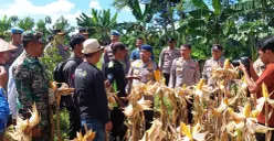 Kapolres Serang AKBP Condro Sasongko saat meninjau perkebunan jagung siap panen di Kecamatan Petir. (Sumber: Polres Serang)