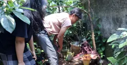 Arif bersama putrinya menunjukkan bunga bangkai yang mekar di belakang rumah kakaknya di Srengseng Sawah, Jakarta Selatan. (Sumber: POSKOTA | Foto: Angga Pahlevi)