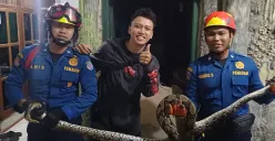 Petugas mengevakuasi ular sepanjang 3 meter di rumah warga, Kelurahan Tanah Baru, Kecamatan Beji, Kota Depok. (Sumber: Dok. Damkar Depok)