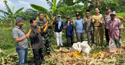Panen raya jagung Desa Padahayu, Kecamatan Cikedal, Kabupaten Pandeglang, Selasa, 7 Oktober 2025. (Sumber: Dok. Polsek Cikedal)