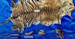 Bukti kulit harimau sumatera yang diamankan oleh Polda Aceh serta adanya dugaan perdagangan satwa liar. (Sumber: Instagram/@bidhumaspoldaaceh)