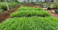 Lahan seluas 5.000 meter persegi di sebuah komplek perumahan di kawasan Kalideres, Jakarta Barat, dijadikan urban farming, Rabu, 8 Oktober 2025. (Sumber: Poskota/Pandi Ramedhan)
