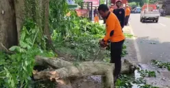 Sejumlah petugas dari BPBD Pandeglang saat melakukan penebangan pohon rawan tumbang. (Sumber: BPBD Pandeglang)