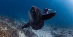 Scuba Go Indonesia. (Sumber: Dok. Istimewa)