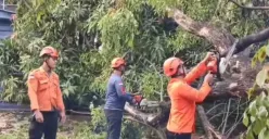Petugas BPBD Kota Bekasi mengevakuasi pohon akasia tumbang di Jalan Kaliabang Tengah, Bekasi Utara, Kota Bekasi, Selasa, 21 Oktober 2025. (Sumber: Dok. Istimewa)