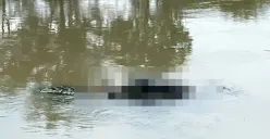 Jasad wanita tanpa identitas ditemukan mengapung di aliran sungai Kalimalang, Desa Sukadanau, Kecamatan Cikarang Barat, Kabupaten Bekasi. (Sumber: Istimewa)