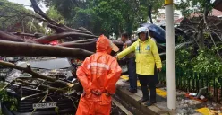 Pohon besar tumbang di Dharmawangsa Jakarta Selatan (Sumber: X/@TMCPoldaMetro)