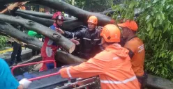 Petugas BPBD DKI Jakarta saat menangani pohon tumbang di Dharmawangsa, Jakarta Selatan, Kamis, 30 Oktober 2025. (Sumber: BPBD Jakarta)