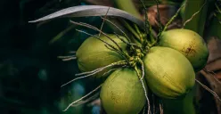Hari Kelapa Sedunia Diperingati Tiap 2 September, Berikut Penjelasan dan Manfaatnya (Sumber: Unsplash/Nipanan Lifestyle)