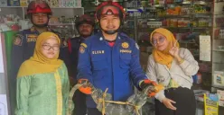 Tim Damkar Depok berhasil evakuasi Biawak besar masuk ke dalam toko apotik daerah Sukmajaya, Kota Depok. (Sumber: Damkar Depok)