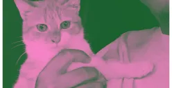 Cara ganti foto profil pakai Brave Pink Hero Green yang viral di media sosial. (Sumber: X/@tahu_gulin666)