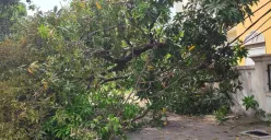 Pohon mangga tumbang timpa kabel hingga kendaraan di kawasan Kelapa Gading, Jakarta Utara, Selasa, 2 September 2025. (Sumber: Dok. Damkar)