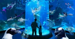 Jakarta Aquarium salah satu tempat wisata akuarium terbaik di Jakarta. (Sumber: Tiket.com)