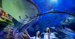 Sea World merupakan salah satu rekomendasi wisata akuarium di Jakarta. (Sumber: Tiket.com)