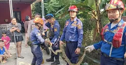 Ular sanca dievakuasi Damkar Kabupaten Bogor yang masuk ke rumah warga di kawasan Cibinong, Kamis, 4 September 2025. (Sumber: Dok. Damkar Bogor)