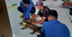Petugas Damkar Kota Depok mengevakuasi biawak dari ruangan di SDN Cimpaeun 01, Kelurahan Cimpaeun, Kecamatan Tapos, Kota Depok, Senin, 8 September 2025. (Sumber: Dok. Damkar Kota Depok)
