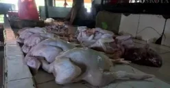 Daging ayam di salah satu lapak pasar tradisional Jakarta. Harga ayam naik, sementara cabai dan bawang terpantau stabil. (Sumber: Poskota/Pandi Ramedhan)