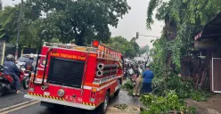 Sebuah pohon besar tumbang di Jalan Jenderal Supeno Arteri Permata Hijau, tepatnya dekat RS Pertama Hijau Grogol Utara, Kebayoran Lama, Jakarta Selatan, Selasa, 9 September 2025. (Sumber: Poskota/Pandi Ramedhan)