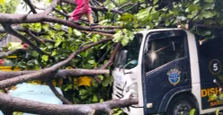 Pohon tumbang di halaman Kantor Kecamatan Kebon Jeruk, pada Selasa, 9 September 2025, menimpa kendaraan. (Sumber: Istimewa)