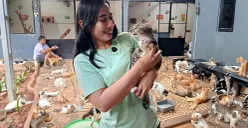 Relawan Rumah Singgah Kucing Jalanan Bekasi merawat ratusan ekor kucing jalanan, termasuk yang dievakuasi dari lokasi kerusuhan di Jakarta pada akhir Agustus 2025. (Sumber: POSKOTA | Foto: Nurpini Aulia Rapika)