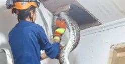 Petugas mengevakuasi ular dari dalam plafon kamar mandi rumah di Perumahan Tropikal Indah RT 02 RW 02, Kelurahan Pangkalan Jati, Kecamatan Cinere, Kota Depok, Senin, 15 September 2025. (Sumber: Dok. Damkar Kota Depok)