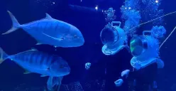 Jakarta Aquarium dan Safari (JAQS) yang terletak di Jalan Letjen S. Parman Nomor 106, Tanjung Duren Selatan, Kecamatan Grogol Petamburan, Jakarta Barat. (Sumber: Instagram/@jakartaaquarium)