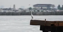 Warga di dekat pesisir Jakarta Utara diimbau berhati-hati dengan banjir rob. (Sumber: Poskota/Bilal Nugraha Ginanjar)
