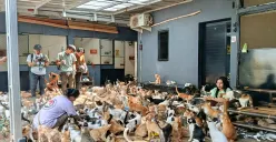 Ratusan kucing jalanan ditampung di Rumah Singgah Kucing Jalanan (RSKJ) Bekasi yang didirikan Wilda Undriyani sejak 2021. (Sumber: Poskota/Nurpini Aulia Rapika)